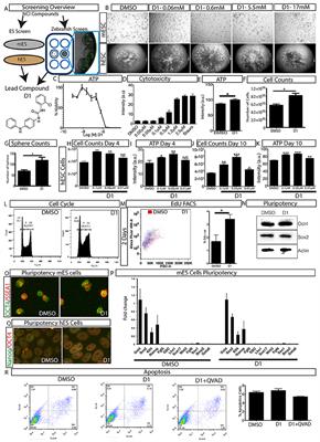 Phenotypic Screen Identifies a Small Molecule Modulating ERK2 and Promoting Stem Cell Proliferation